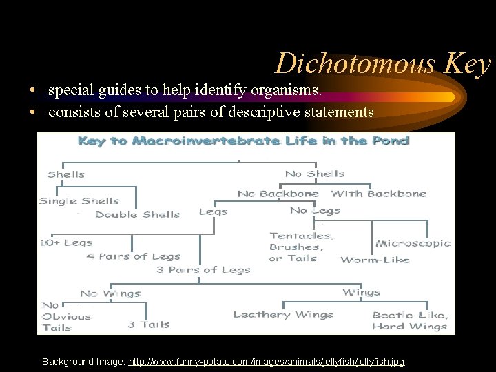 Dichotomous Key • special guides to help identify organisms. • consists of several pairs