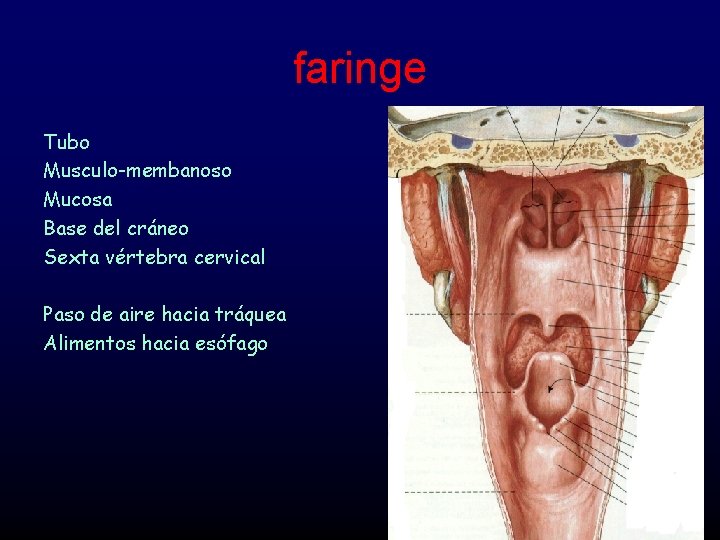 faringe Tubo Musculo-membanoso Mucosa Base del cráneo Sexta vértebra cervical Paso de aire hacia