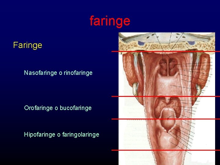 faringe Faringe Nasofaringe o rinofaringe Orofaringe o bucofaringe Hipofaringe o faringolaringe 