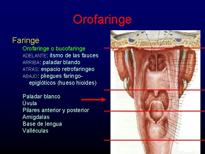 Orofaringe Faringe Orofaringe o bucofaringe ADELANTE: itsmo de las fauces ARRIBA: paladar blando ATRÁS: