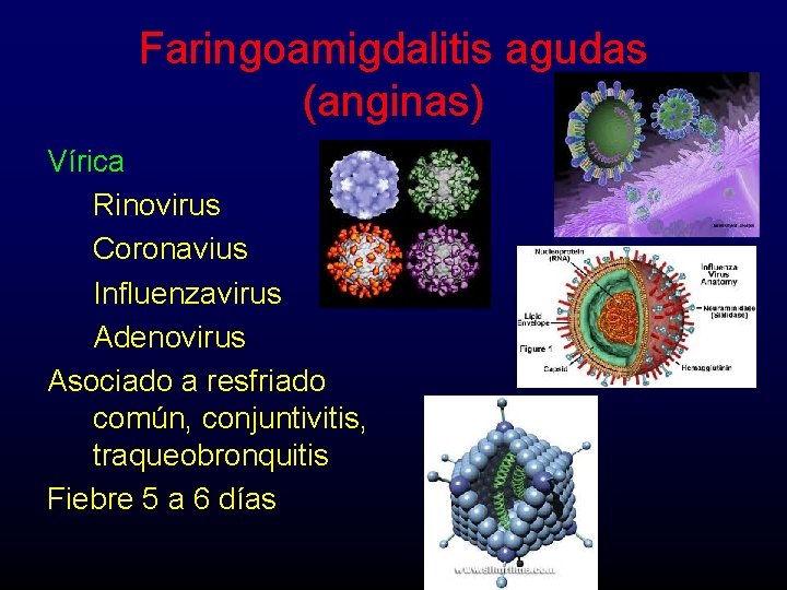 Faringoamigdalitis agudas (anginas) Vírica Rinovirus Coronavius Influenzavirus Adenovirus Asociado a resfriado común, conjuntivitis, traqueobronquitis