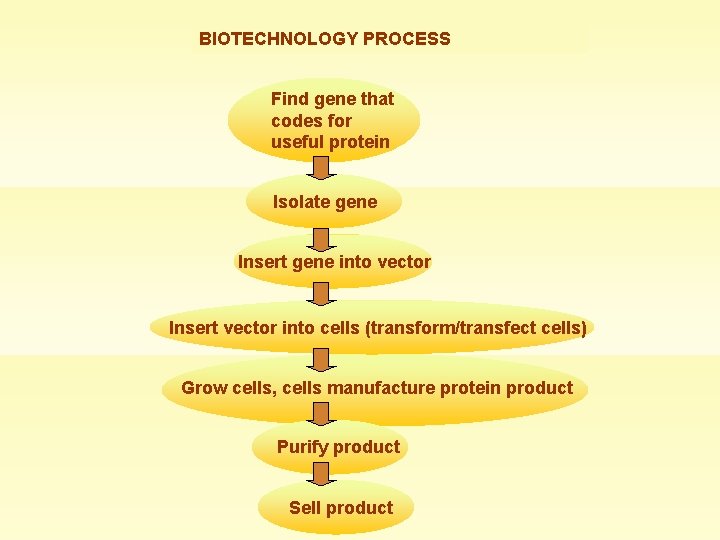 BIOTECHNOLOGY PROCESS Find gene that codes for useful protein Isolate gene Insert gene into