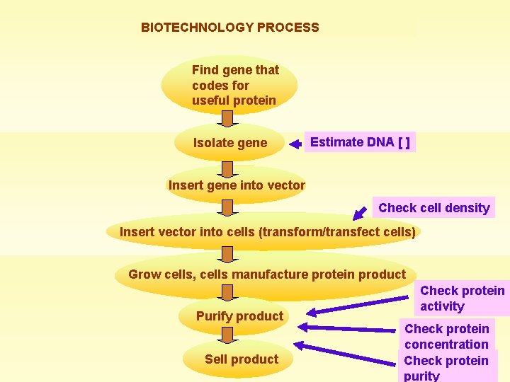 BIOTECHNOLOGY PROCESS Find gene that codes for useful protein Isolate gene Estimate DNA [