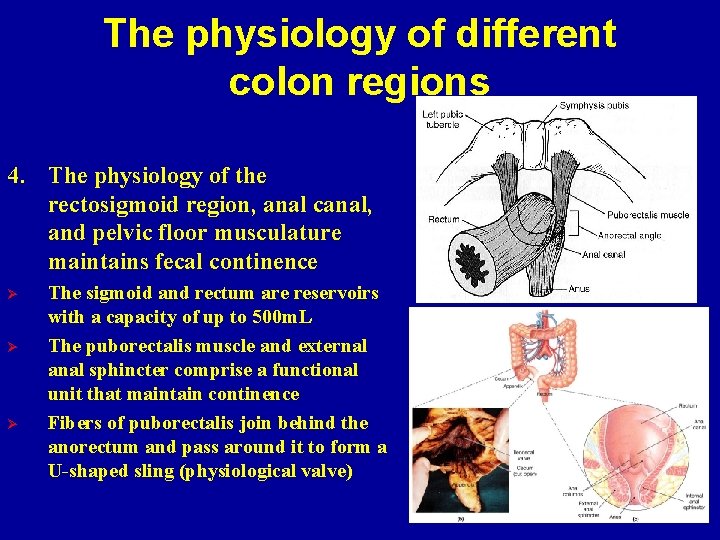 The physiology of different colon regions 4. The physiology of the rectosigmoid region, anal