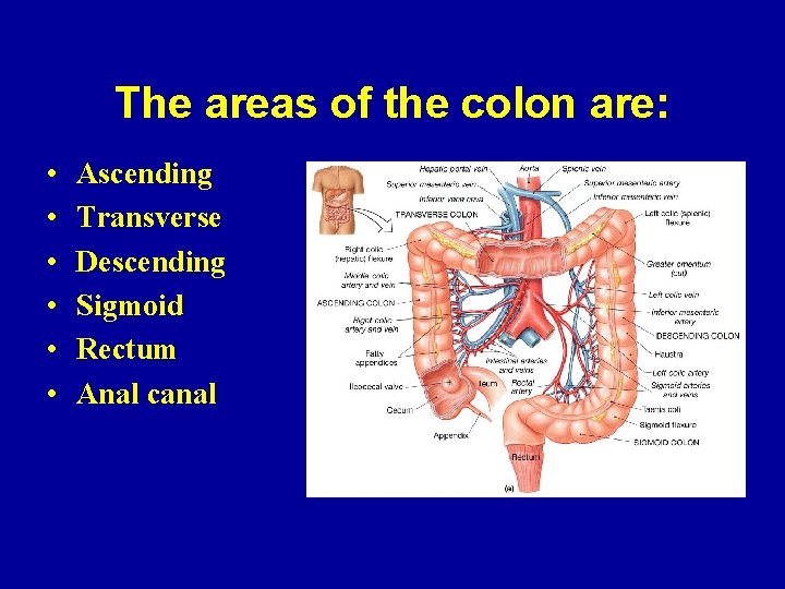 The areas of the colon are: • • • Ascending Transverse Descending Sigmoid Rectum