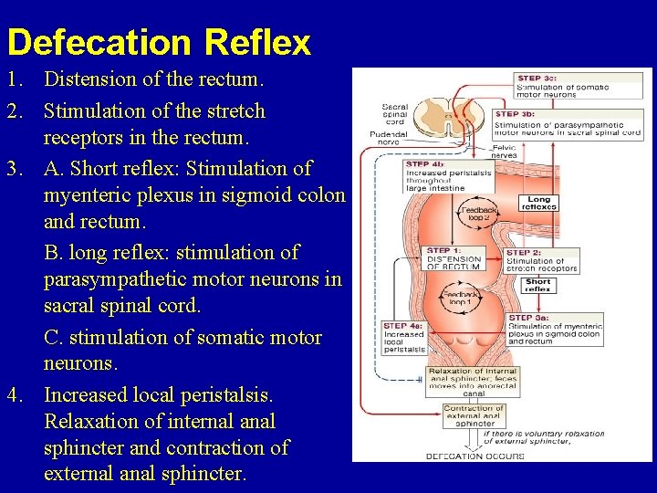 Defecation Reflex 1. Distension of the rectum. 2. Stimulation of the stretch receptors in