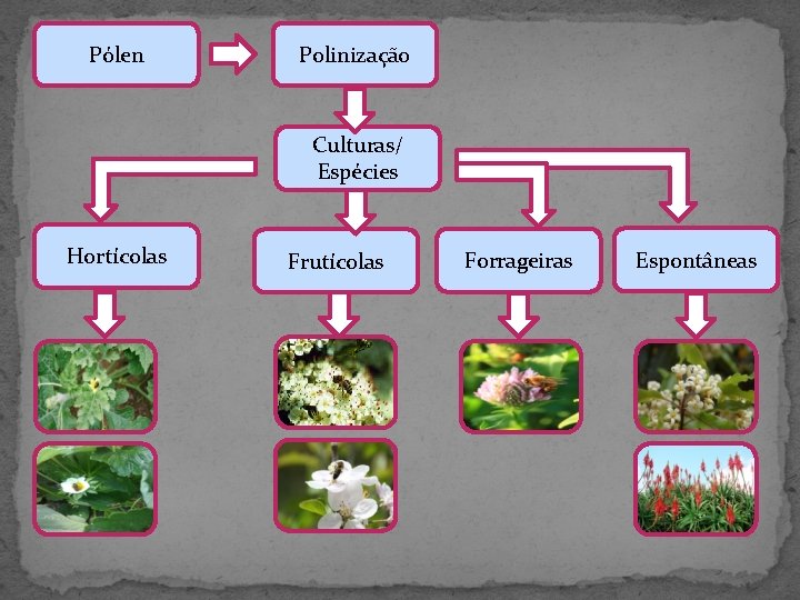 Pólen Polinização Culturas/ Espécies Hortícolas Frutícolas Forrageiras Espontâneas 