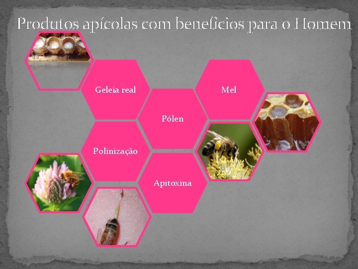 Produtos apícolas com benefícios para o Homem Geleia real Mel Pólen Polinização Apitoxina 