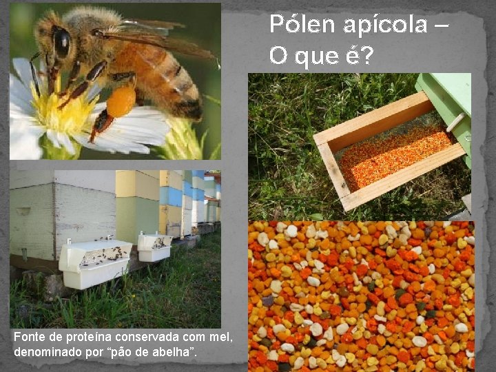 Pólen apícola – O que é? Fonte de proteína conservada com mel, denominado por