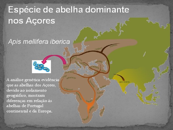 Espécie de abelha dominante nos Açores Apis mellifera iberica A análise genética evidência que