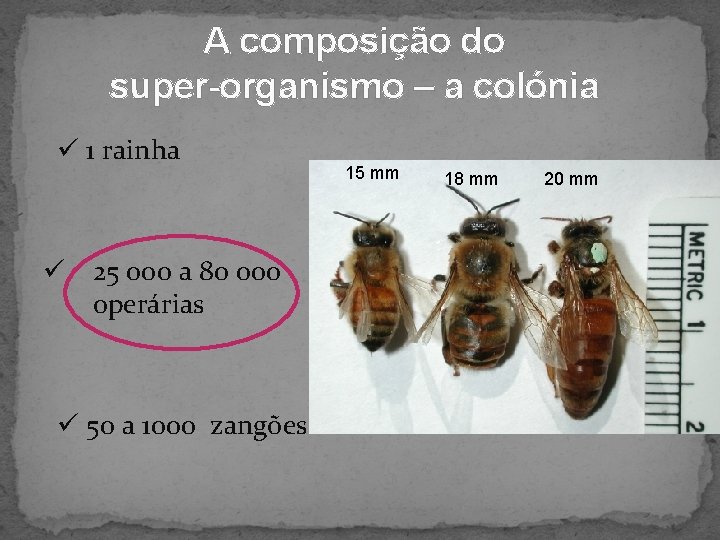 A composição do super-organismo – a colónia ü 1 rainha ü 25 000 a