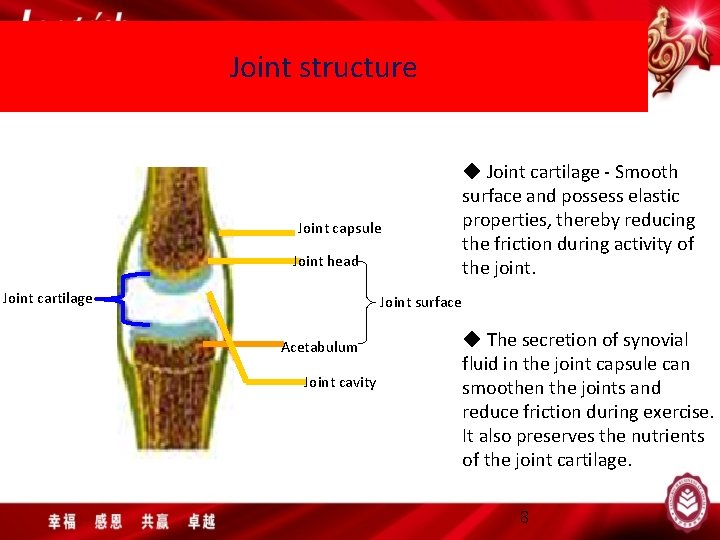 Joint structure Joint capsule Joint head Joint cartilage ◆ Joint cartilage - Smooth surface