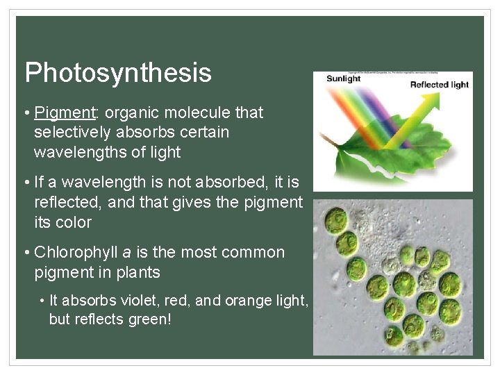Photosynthesis • Pigment: organic molecule that selectively absorbs certain wavelengths of light • If