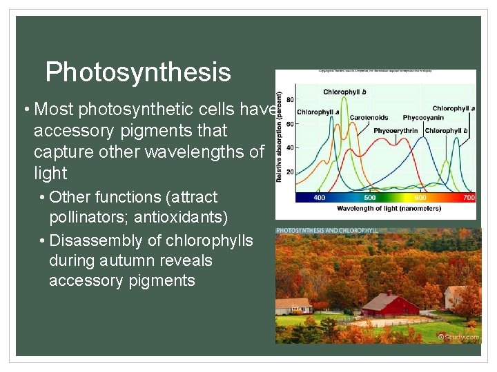 Photosynthesis • Most photosynthetic cells have accessory pigments that capture other wavelengths of light