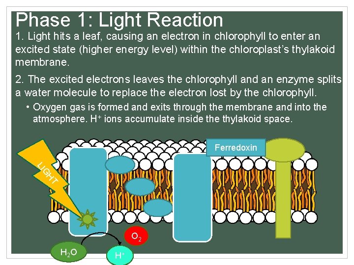 Phase 1: Light Reaction 1. Light hits a leaf, causing an electron in chlorophyll