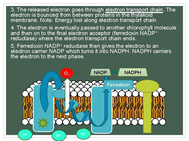 3. The released electron goes through electron transport chain. The electron is bounced from