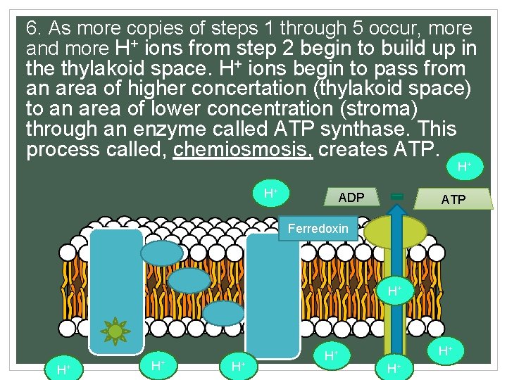 6. As more copies of steps 1 through 5 occur, more and more H+