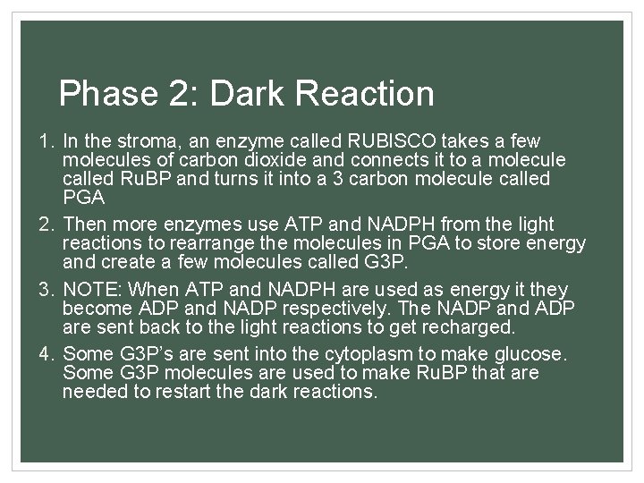Phase 2: Dark Reaction 1. In the stroma, an enzyme called RUBISCO takes a