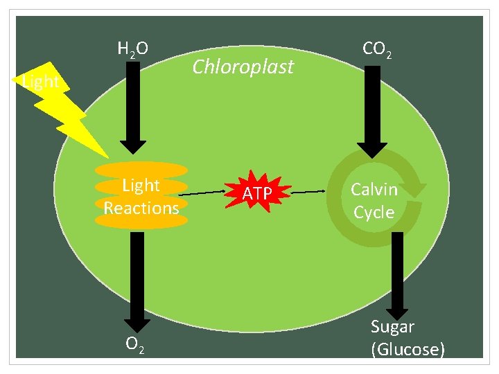 H 2 O Light Reactions O 2 Chloroplast ATP CO 2 Calvin Cycle Sugar