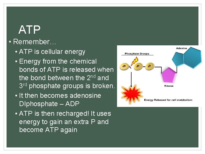 ATP • Remember… • ATP is cellular energy • Energy from the chemical bonds