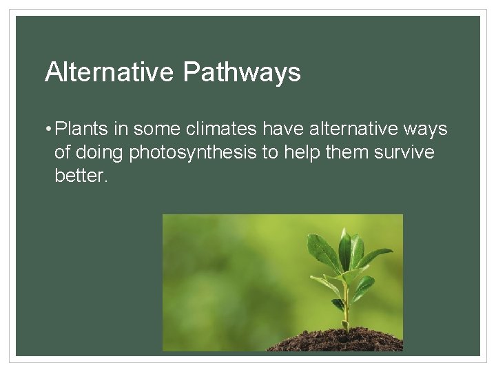 Alternative Pathways • Plants in some climates have alternative ways of doing photosynthesis to