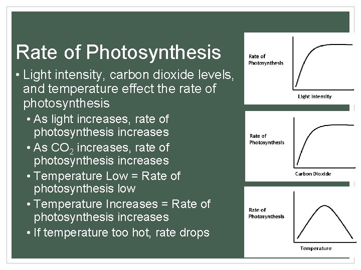 Rate of Photosynthesis • Light intensity, carbon dioxide levels, and temperature effect the rate