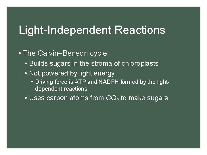 Light-Independent Reactions • The Calvin–Benson cycle • Builds sugars in the stroma of chloroplasts