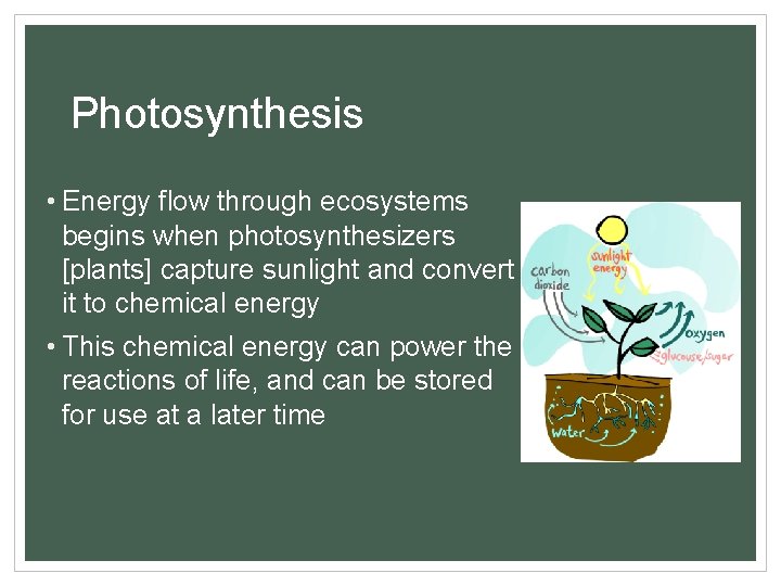 Photosynthesis • Energy flow through ecosystems begins when photosynthesizers [plants] capture sunlight and convert