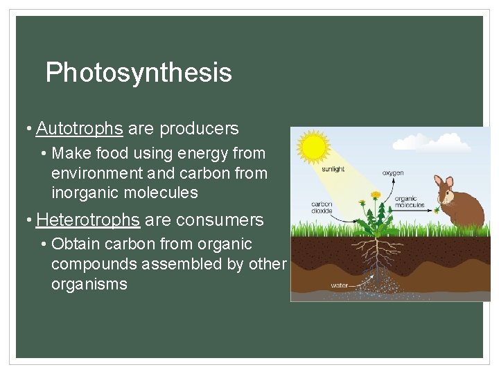 Photosynthesis • Autotrophs are producers • Make food using energy from environment and carbon