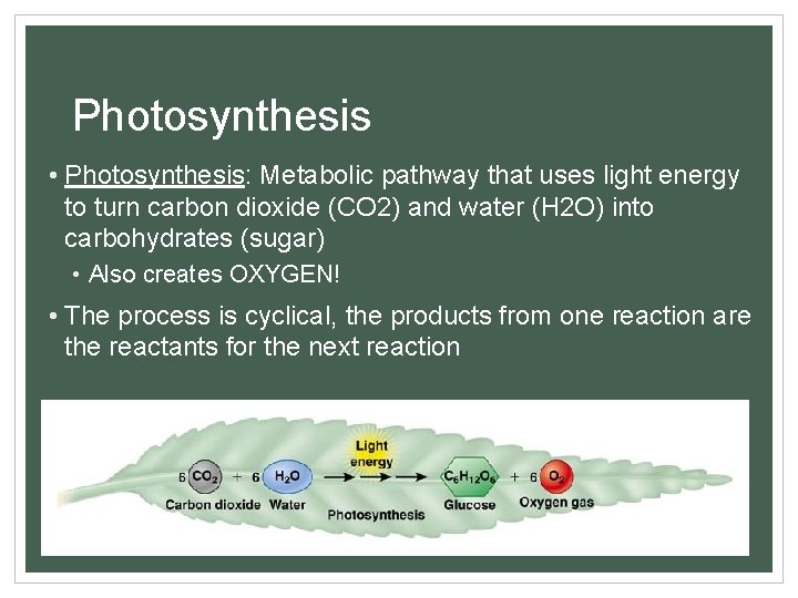 Photosynthesis • Photosynthesis: Metabolic pathway that uses light energy to turn carbon dioxide (CO