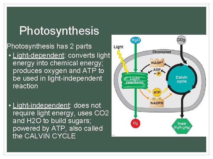 Photosynthesis • Photosynthesis has 2 parts • Light-dependent: converts light energy into chemical energy;