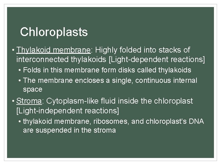 Chloroplasts • Thylakoid membrane: Highly folded into stacks of interconnected thylakoids [Light-dependent reactions] •
