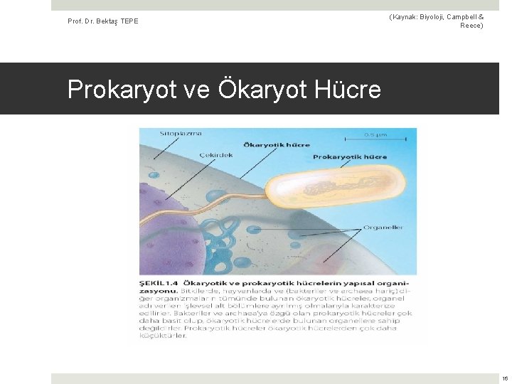 Prof. Dr. Bektaş TEPE (Kaynak: Biyoloji, Campbell & Reece) Prokaryot ve Ökaryot Hücre 16