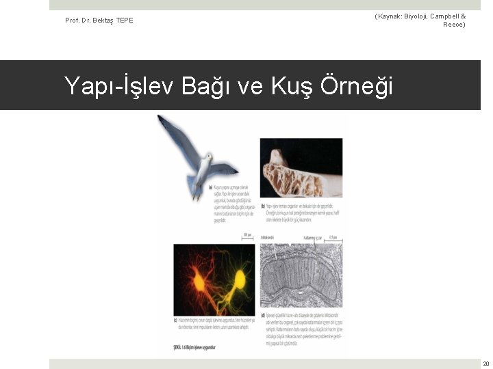 Prof. Dr. Bektaş TEPE (Kaynak: Biyoloji, Campbell & Reece) Yapı-İşlev Bağı ve Kuş Örneği