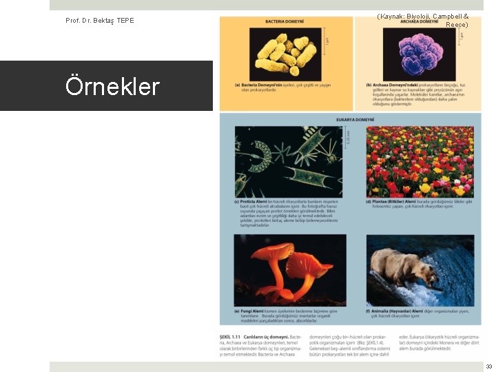 Prof. Dr. Bektaş TEPE (Kaynak: Biyoloji, Campbell & Reece) Örnekler 33 