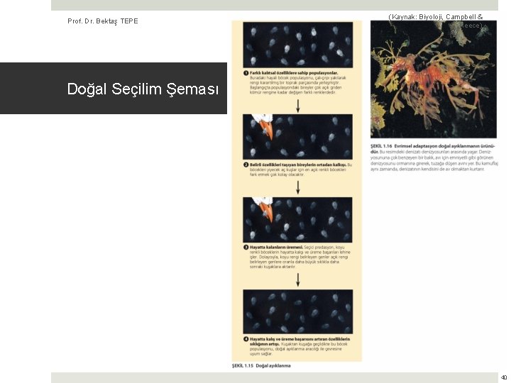 Prof. Dr. Bektaş TEPE (Kaynak: Biyoloji, Campbell & Reece) Doğal Seçilim Şeması 40 