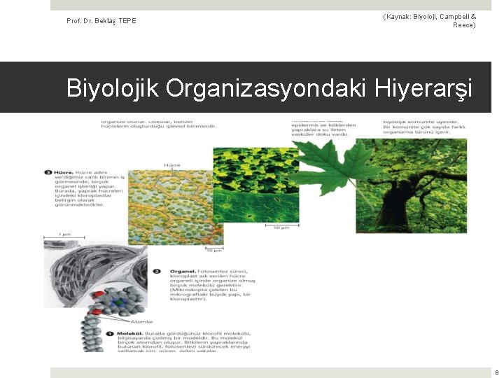 Prof. Dr. Bektaş TEPE (Kaynak: Biyoloji, Campbell & Reece) Biyolojik Organizasyondaki Hiyerarşi 8 