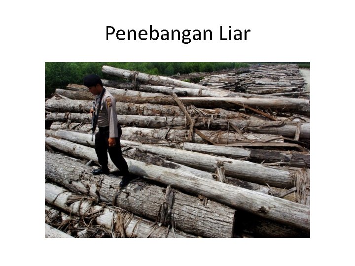 Penebangan Liar 