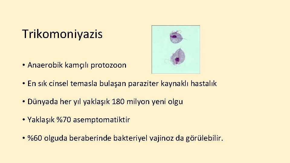 Trikomoniyazis • Anaerobik kamçılı protozoon • En sık cinsel temasla bulaşan paraziter kaynaklı hastalık