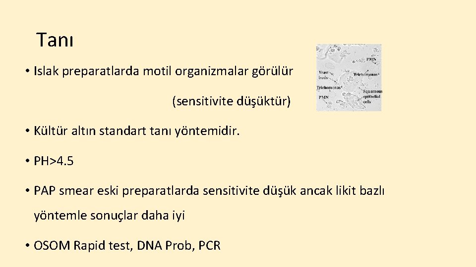 Tanı • Islak preparatlarda motil organizmalar görülür (sensitivite düşüktür) • Kültür altın standart tanı