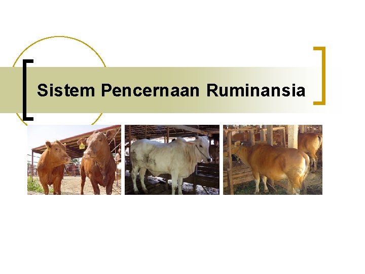 Sistem Pencernaan Ruminansia 