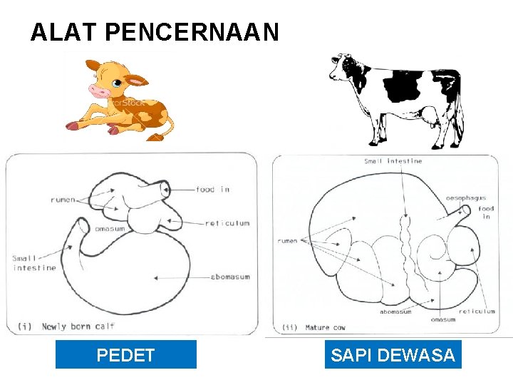 ALAT PENCERNAAN PEDET SAPI DEWASA 