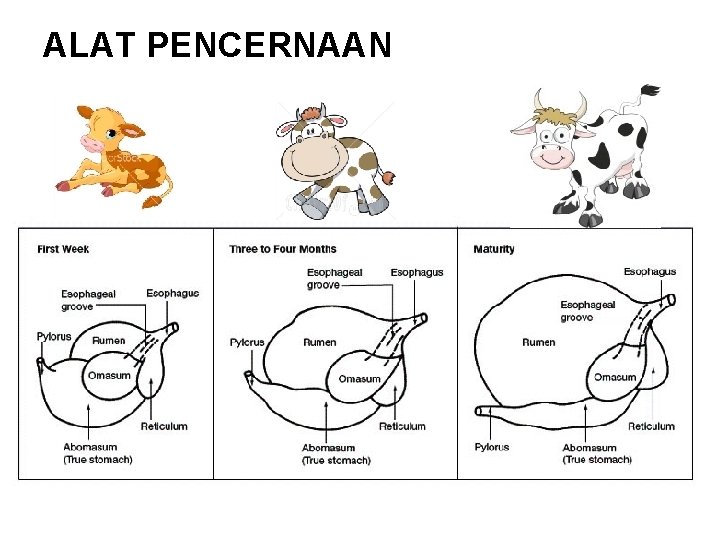 ALAT PENCERNAAN 