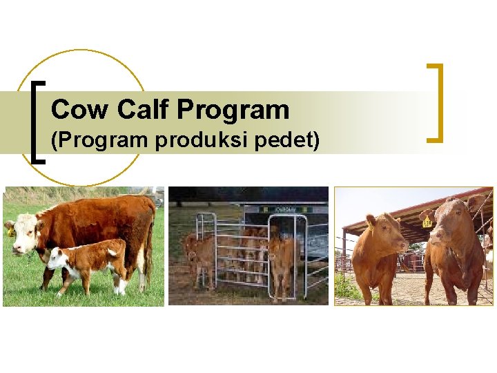 Cow Calf Program (Program produksi pedet) 