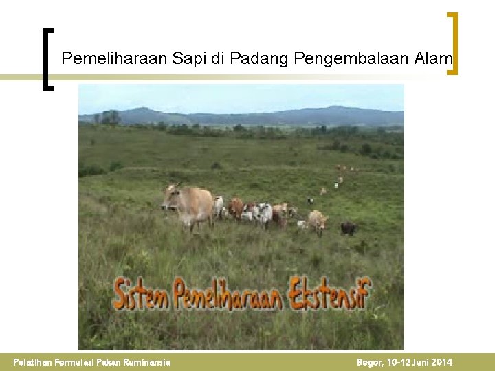 Pemeliharaan Sapi di Padang Pengembalaan Alam Pelatihan Formulasi Pakan Ruminansia Bogor, 10 -12 Juni