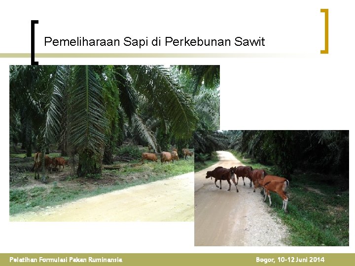 Pemeliharaan Sapi di Perkebunan Sawit Pelatihan Formulasi Pakan Ruminansia Bogor, 10 -12 Juni 2014