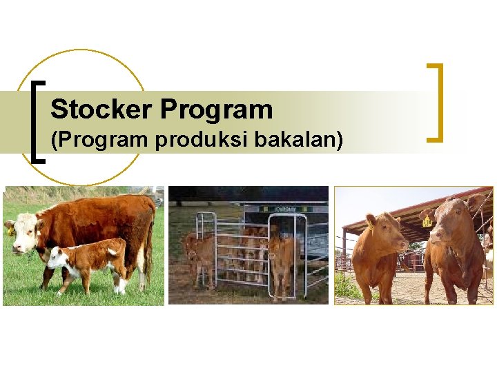 Stocker Program (Program produksi bakalan) 