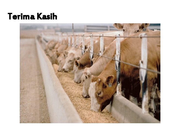 Terima Kasih 