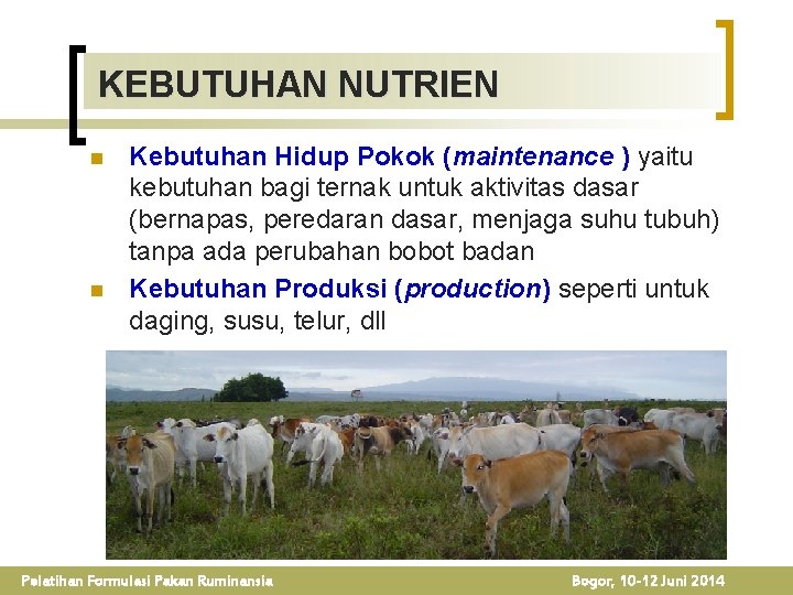 KEBUTUHAN NUTRIEN n n Kebutuhan Hidup Pokok (maintenance ) yaitu kebutuhan bagi ternak untuk