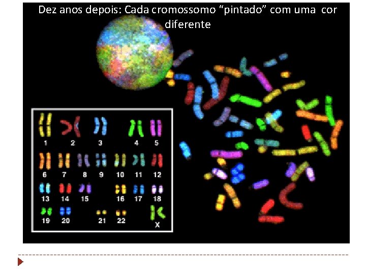 Dez anos depois: Cada cromossomo “pintado” com uma cor diferente 